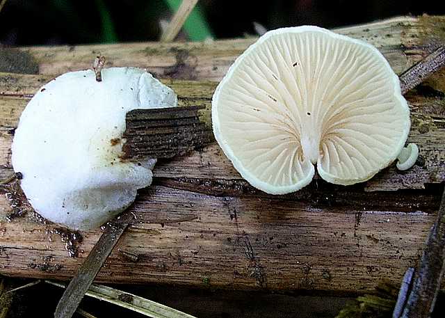 2005 :  Un anno di funghi